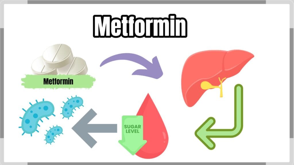 Akkermansia and Blood Sugar: Can Gut Bacteria Help Fight Type 2 Diabetes? 4 Flowchart showing Metformin increasing Akkermansia and SCFA production