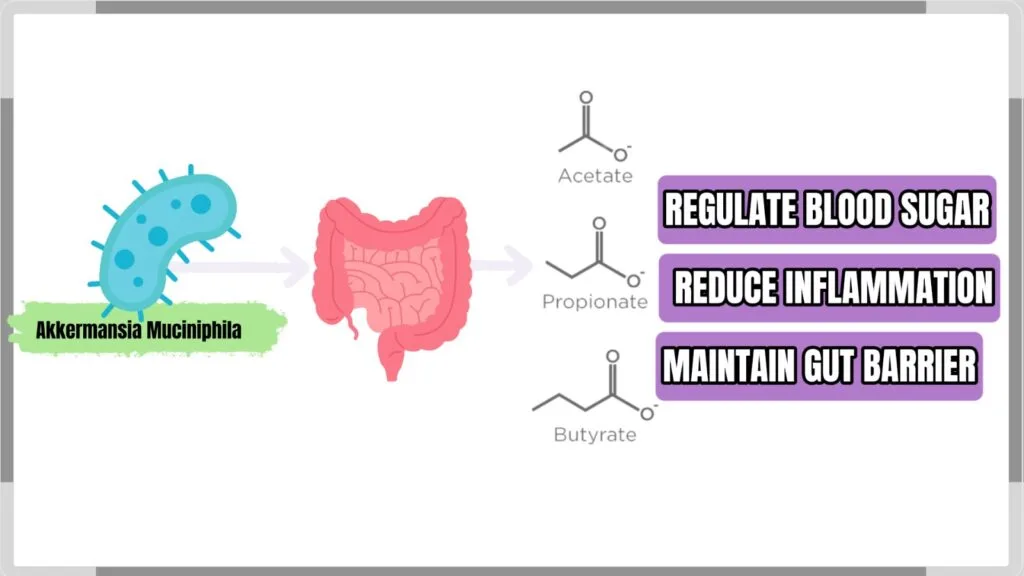 Akkermansia and Blood Sugar: Can Gut Bacteria Help Fight Type 2 Diabetes? 2 Short-chain fatty acids fueling gut lining cells