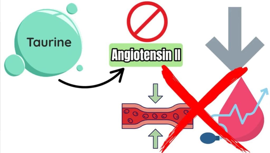 Illustration showing taurine helping relax blood vessels to support healthy blood flow and maintain normal blood pressure.
